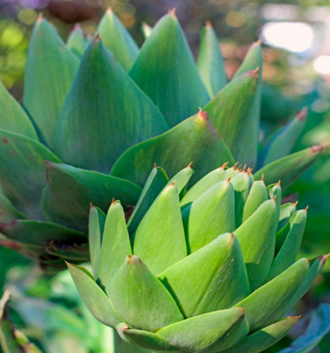 prebiotic inulin (artichoke)