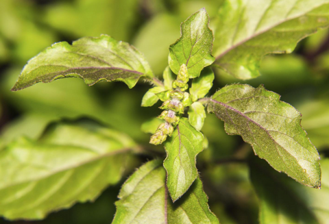 Tulsi (holy basil)