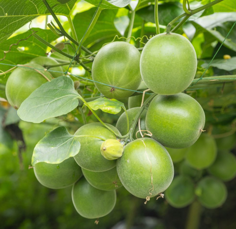 Monk fruit